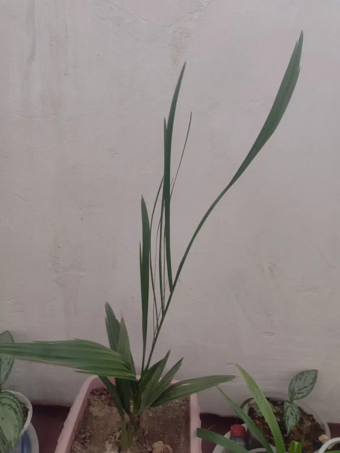 گل طبیعی چندجوربایک عددسینی|گل و گیاه طبیعی|کرمانشاه, |دیوار