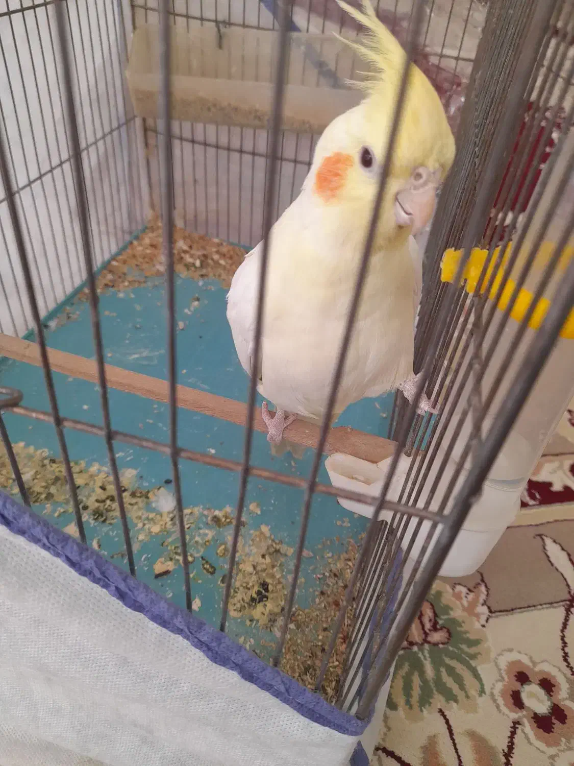 عروس|پرنده|اشترینان, |دیوار