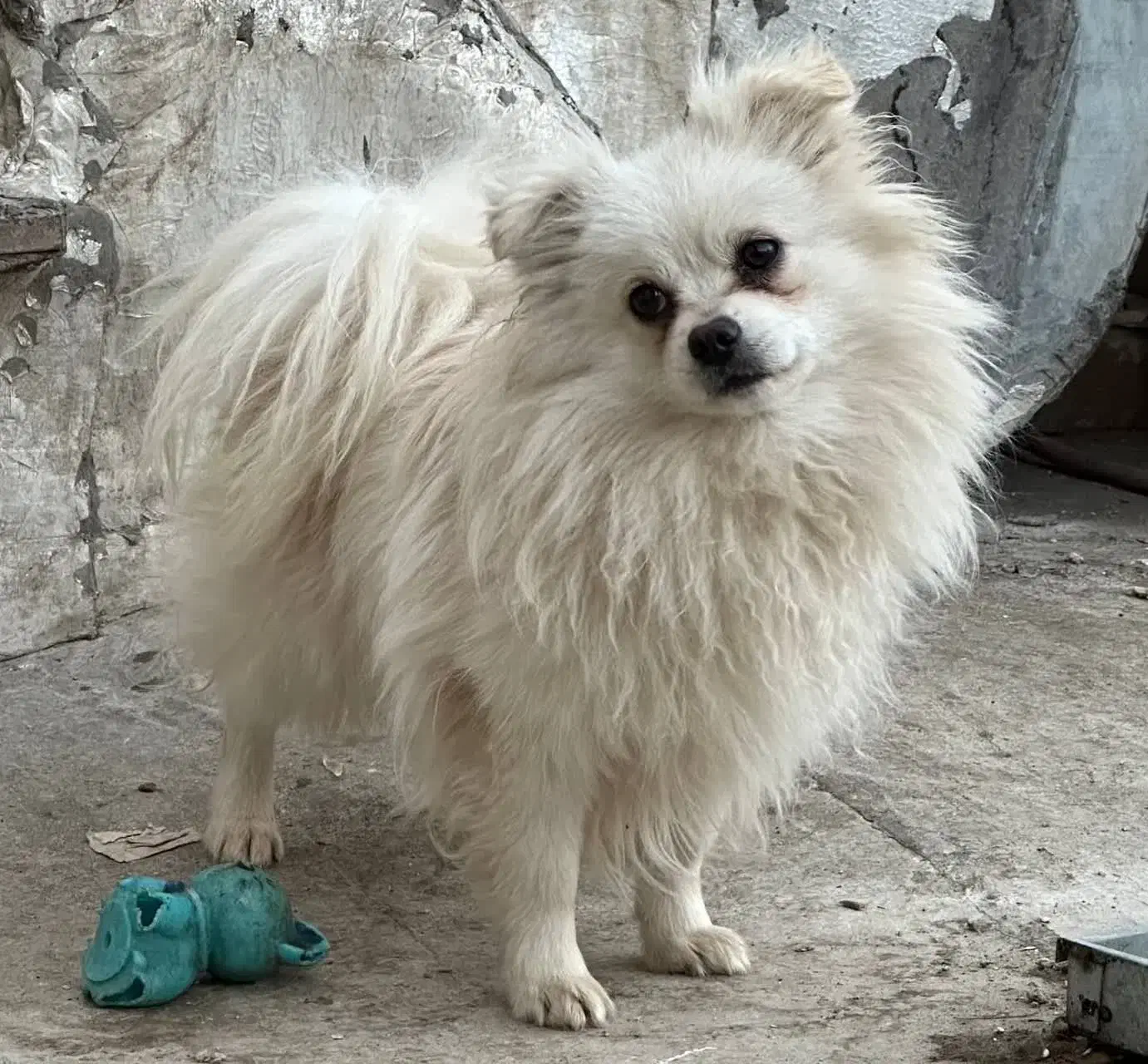 پامرین|سگ|بیجار, |دیوار