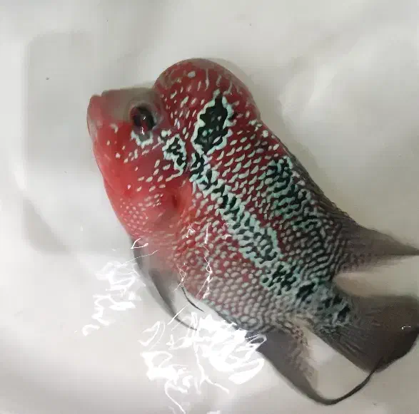 فلاور|ماهی|خسروشاه, |دیوار