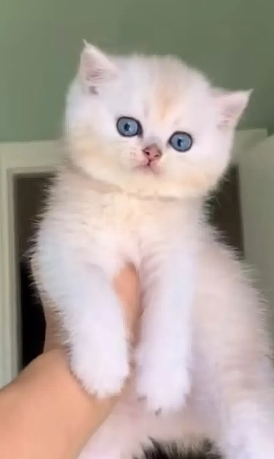 بریتیش های عروسکی|گربه|تهران, فرمانیه|دیوار