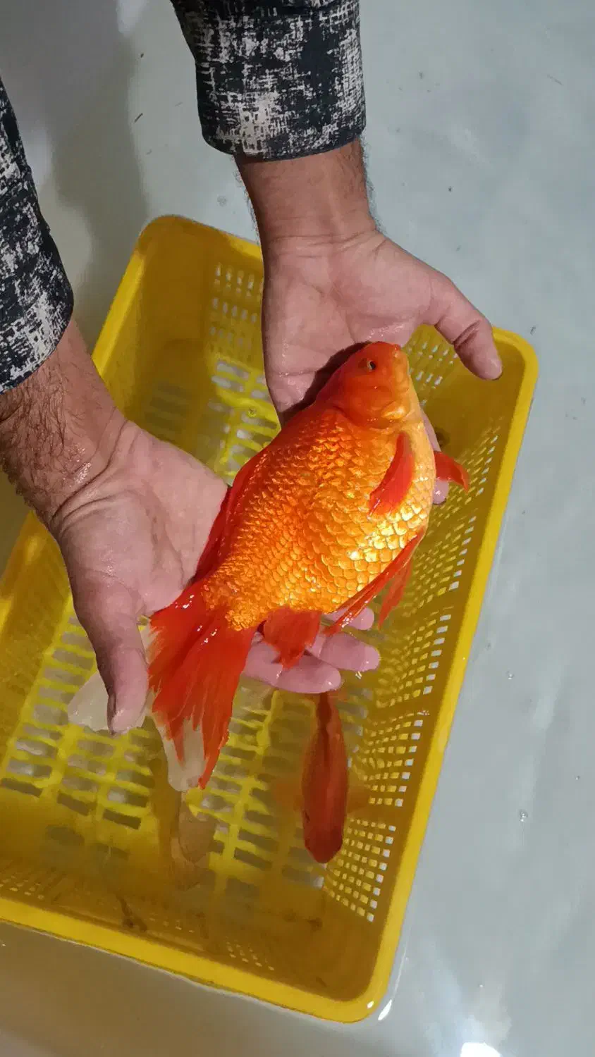 ماهی قرمز کله شیری و کوی و کپور|ماهی|خمینی‌شهر, |دیوار