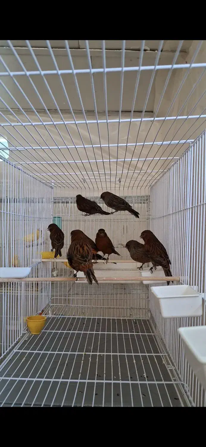 قناری نر و ماده آماده به جفت اورجینال|پرنده|کرمان, |دیوار