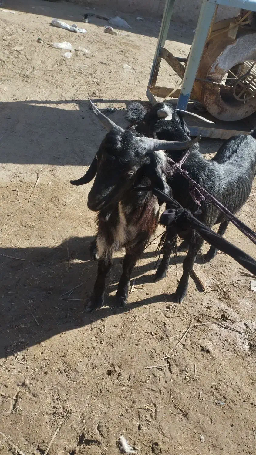 فروش فوری قیمت مناسب|حیوانات مزرعه|ریگ ملک, |دیوار