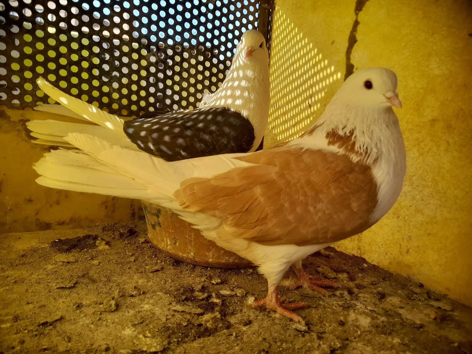 کبوتر|پرنده|مشکیندشت, |دیوار