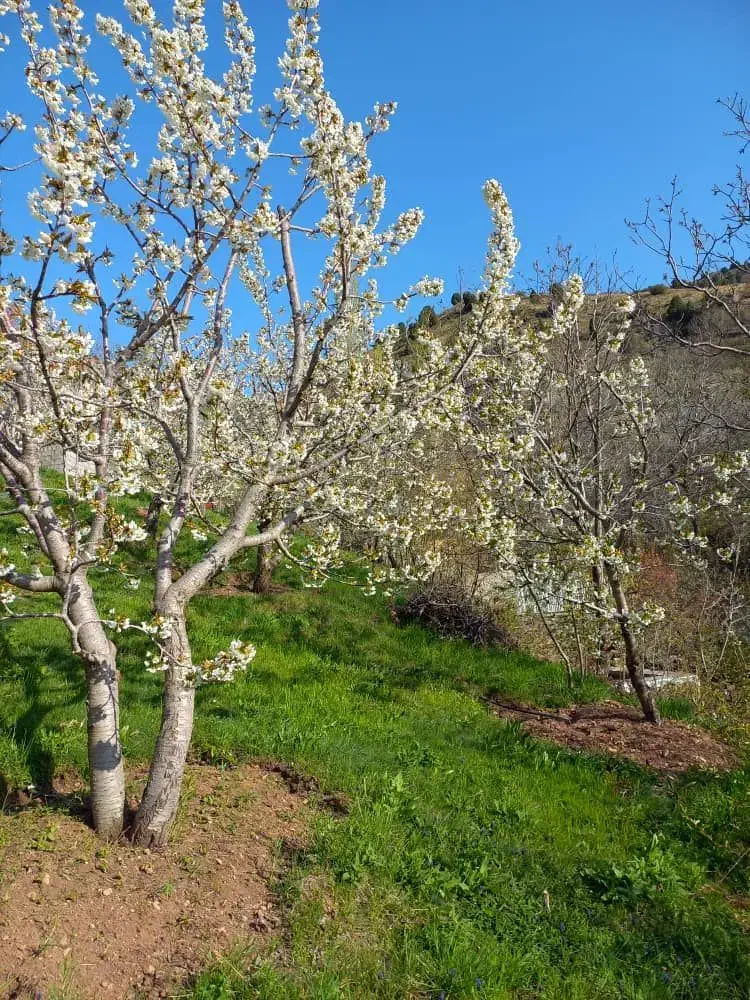 ۳۱۶ متر زمین|فروش زمین و ملک کلنگی|آبعلی, |دیوار