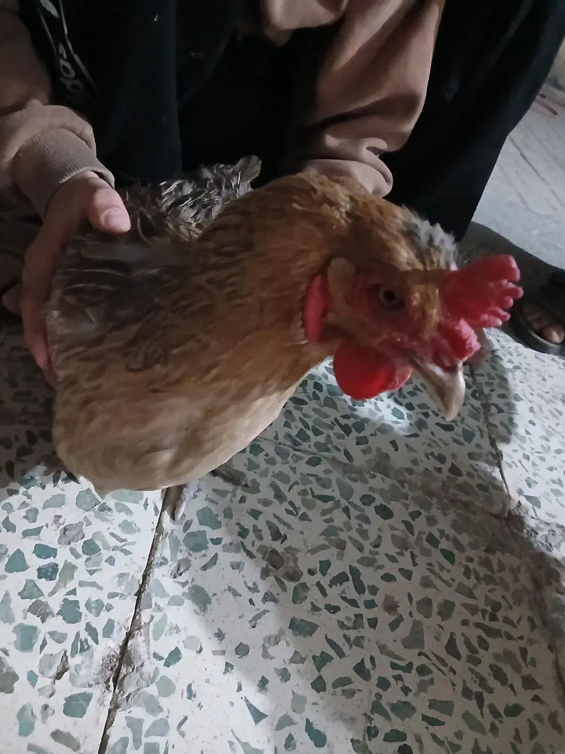 مرغ|حیوانات مزرعه|فلاورجان, |دیوار