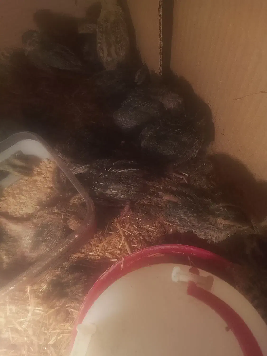 بلدرچین|حیوانات مزرعه|مرودشت, مجد آباد|دیوار