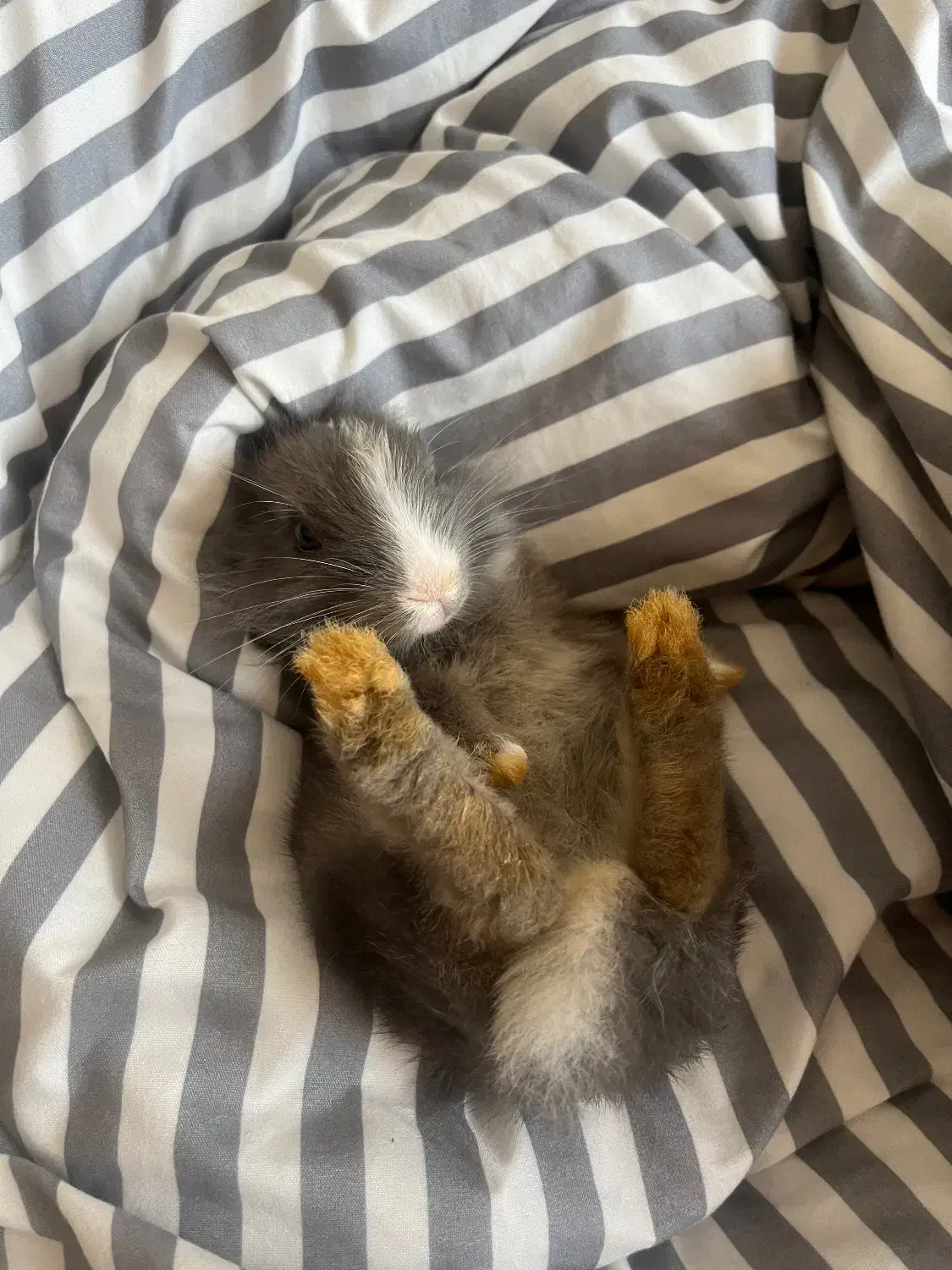 واگذاری خرگوش بازیگوش - نر|موش و خرگوش|تهران, فاطمی|دیوار