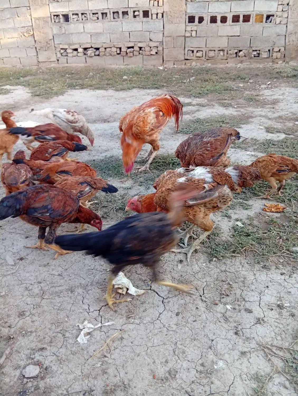 مرغ و خروس فروشی|پرنده|مینودشت, |دیوار