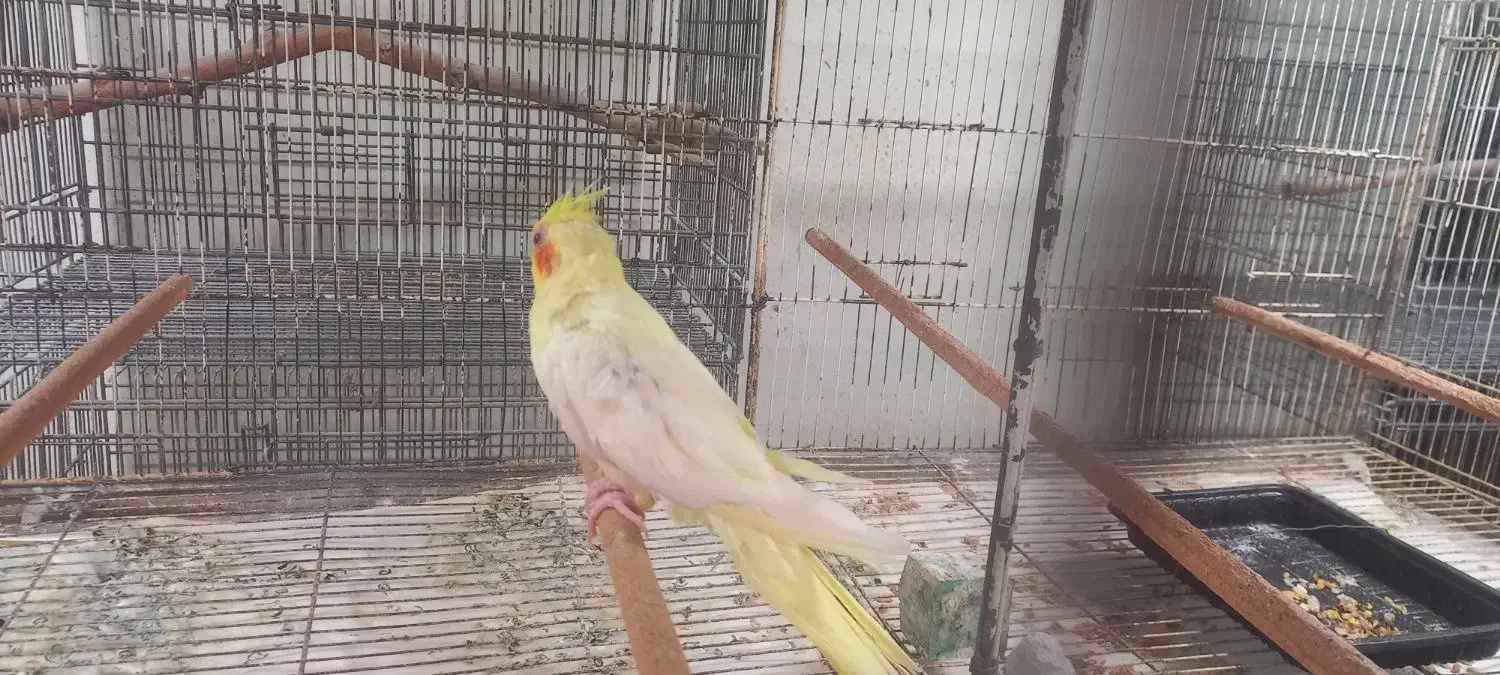 عروس هلندی ماده رام و چلوندنی|پرنده|بابل, |دیوار