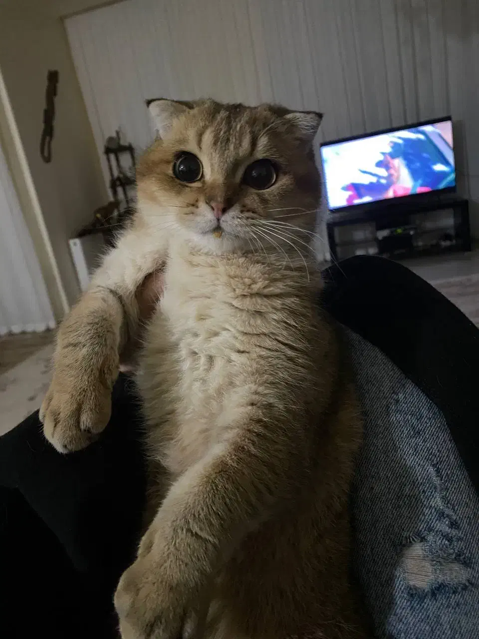 اسکاتیش گلد نر جهت جفت گیری|گربه|مشهد, آزادشهر|دیوار