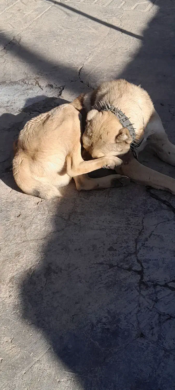 واگذاری سگ گله|سگ|بالا ولایت, |دیوار