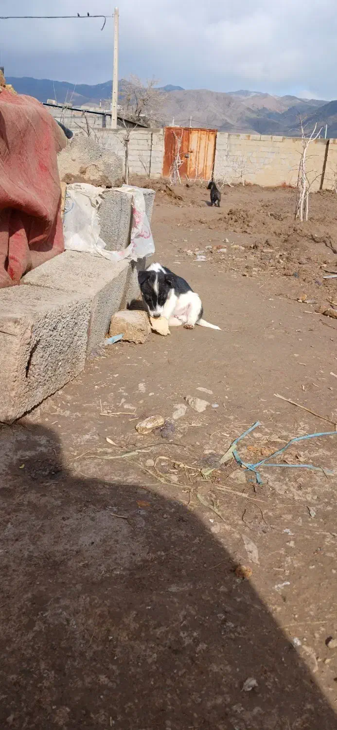 سگ پاکوتاه|سگ|فیروزه, |دیوار