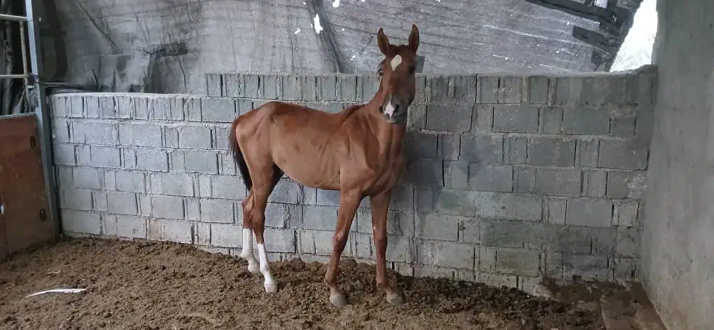 کره اسب نریون|اسب و تجهیزات اسب‌سواری|کازرون, |دیوار