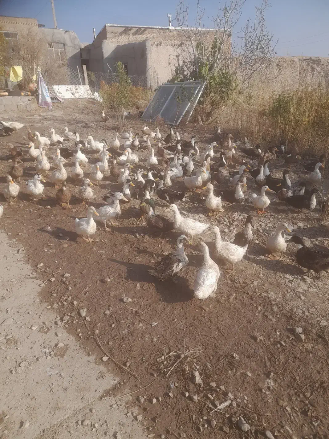 اردک نر وماده|حیوانات مزرعه|شاهین دژ, |دیوار