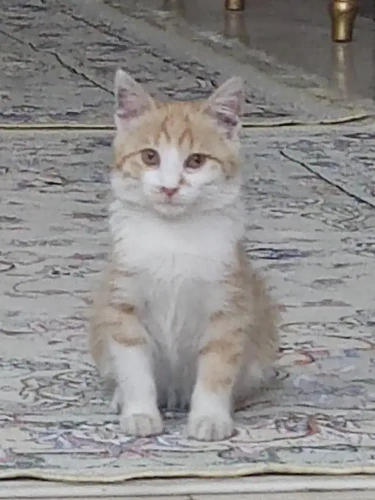 گربه رایگان|گربه|تهران, جابری|دیوار