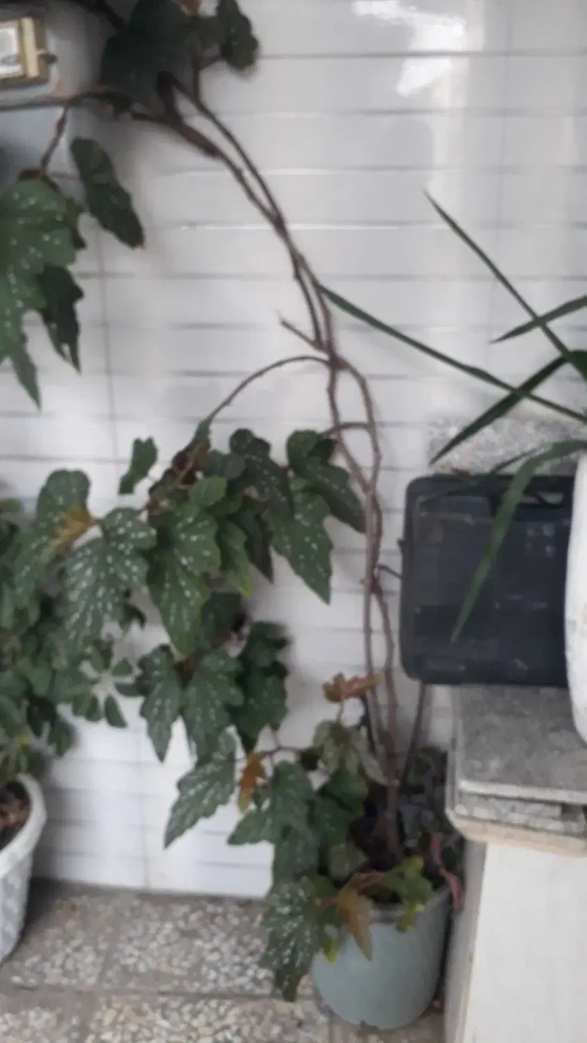 گل سیب خارجی|گل و گیاه طبیعی|قائم‌شهر, |دیوار