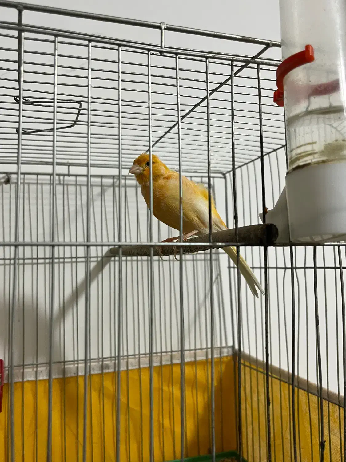 قناری زرد نر بسیار خوش آواز و سرحال|پرنده|ابریشم, |دیوار