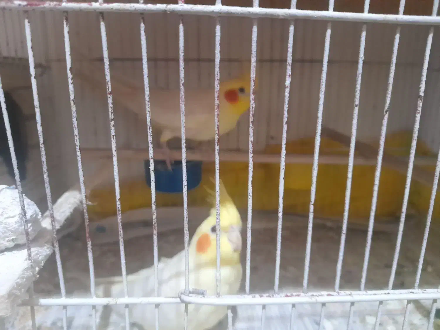 ی جفت مولد عروس هلندی لوتینو|پرنده|خرمآباد (تنکابن), |دیوار