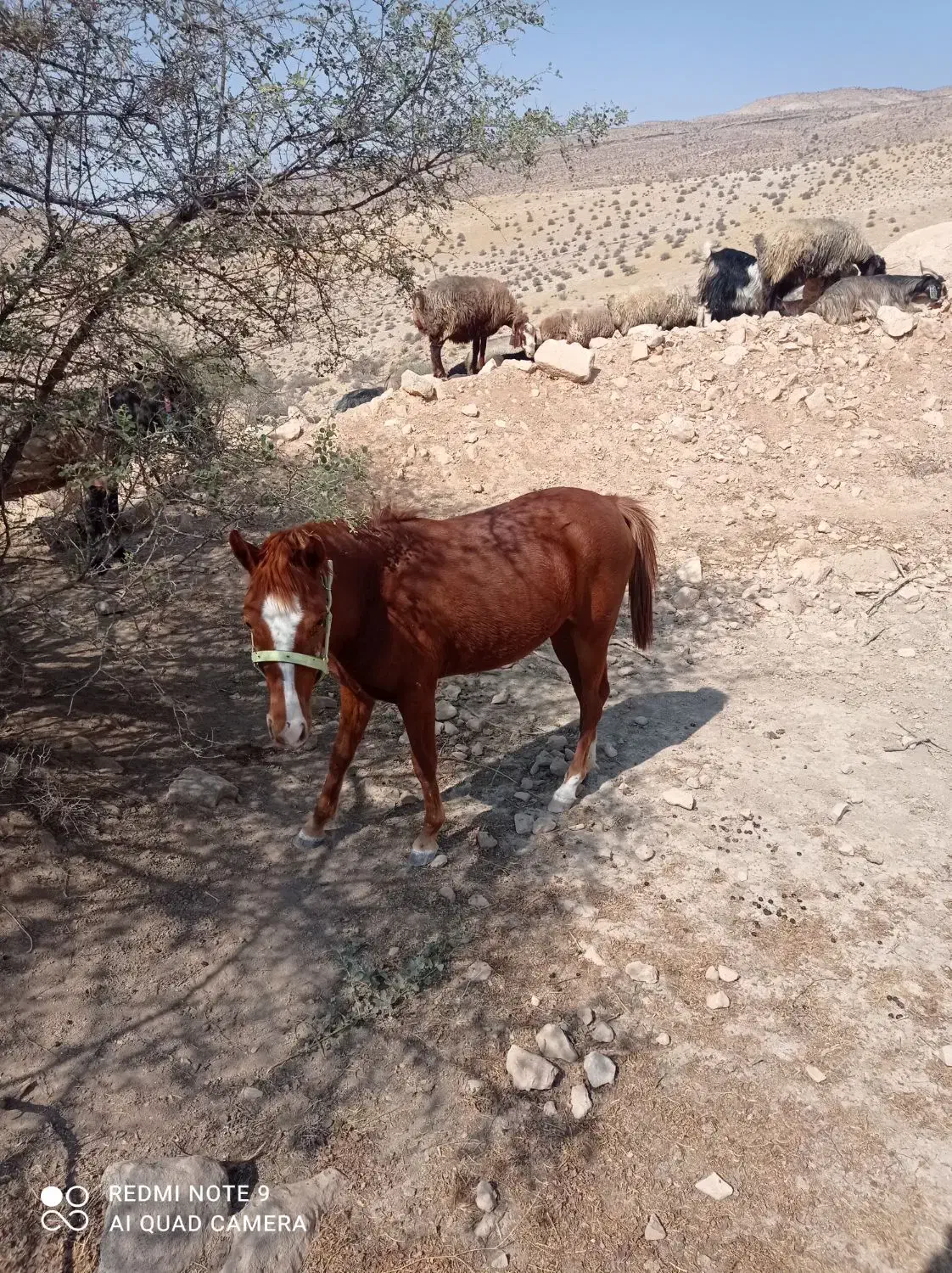 فروش اسب|اسب و تجهیزات اسبسواری|فیروزآباد (فارس), |دیوار