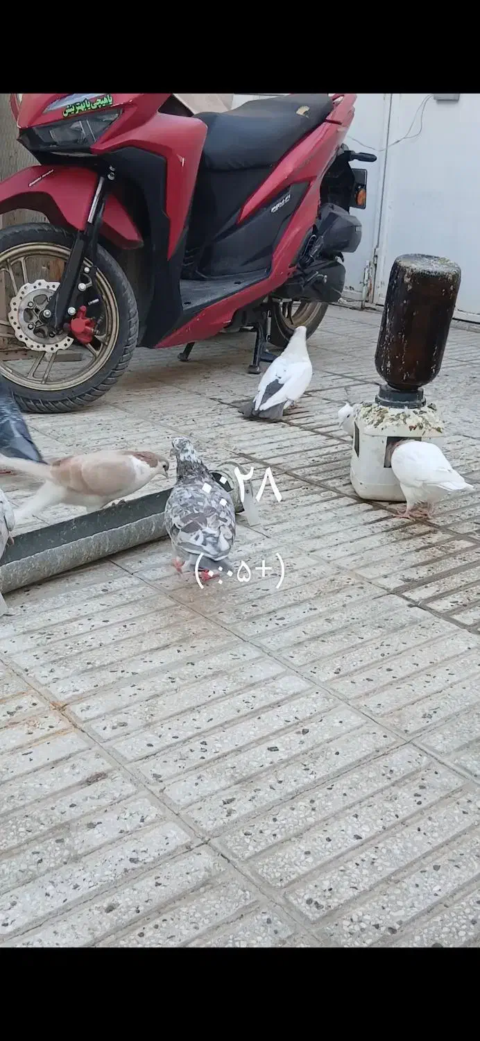 کفتر گم کردم هفترنگ شکلاتی|پرنده|سبزوار, امیر کبیر|دیوار