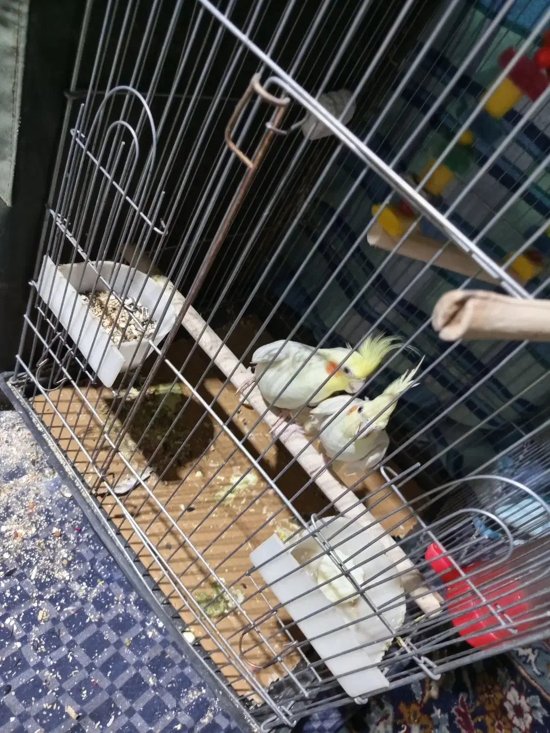 عروس هلندی|پرنده|گلستان (تهران), |دیوار