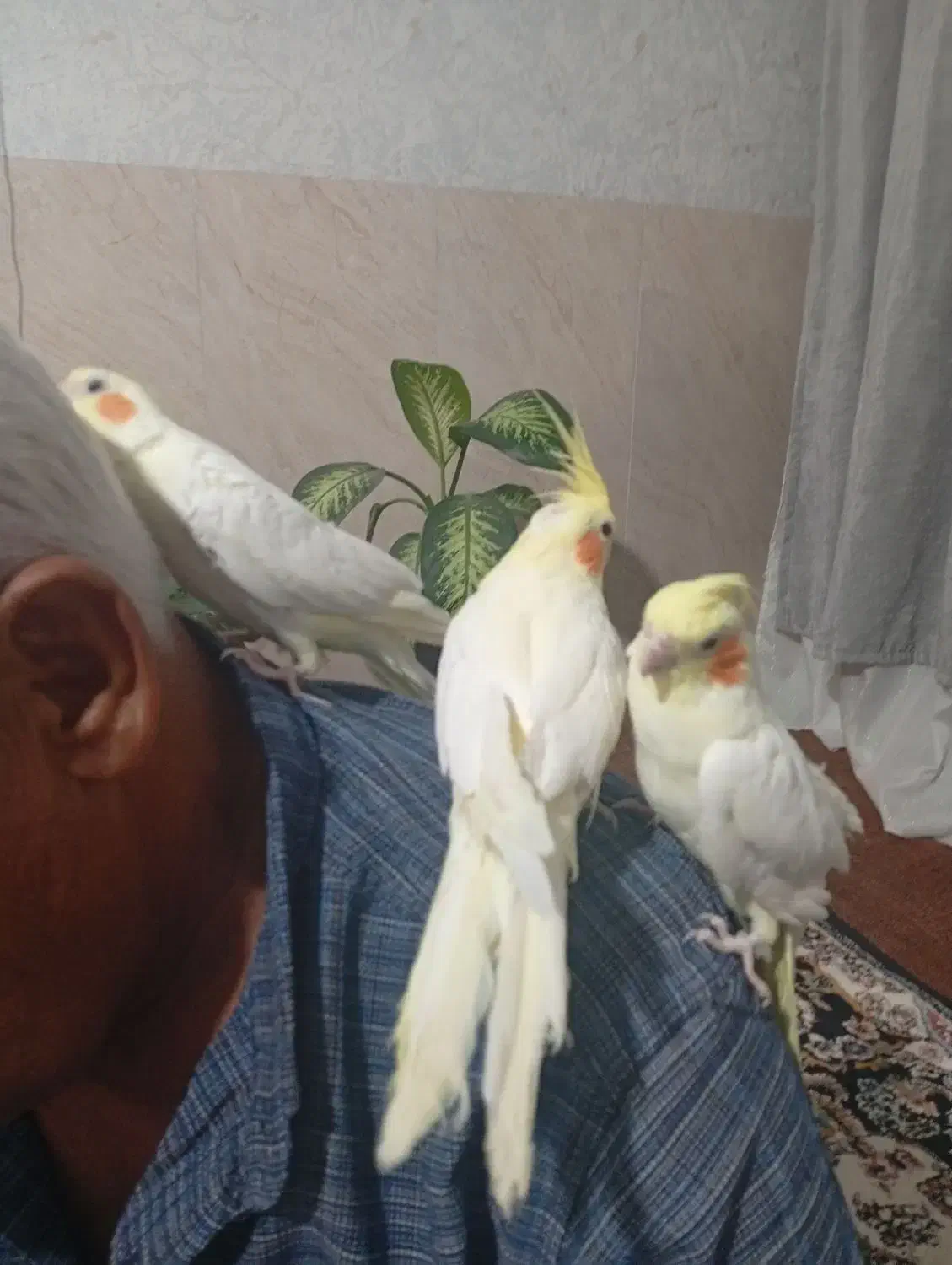 عروس هلندی|پرنده|تربت جام, معدآباد|دیوار