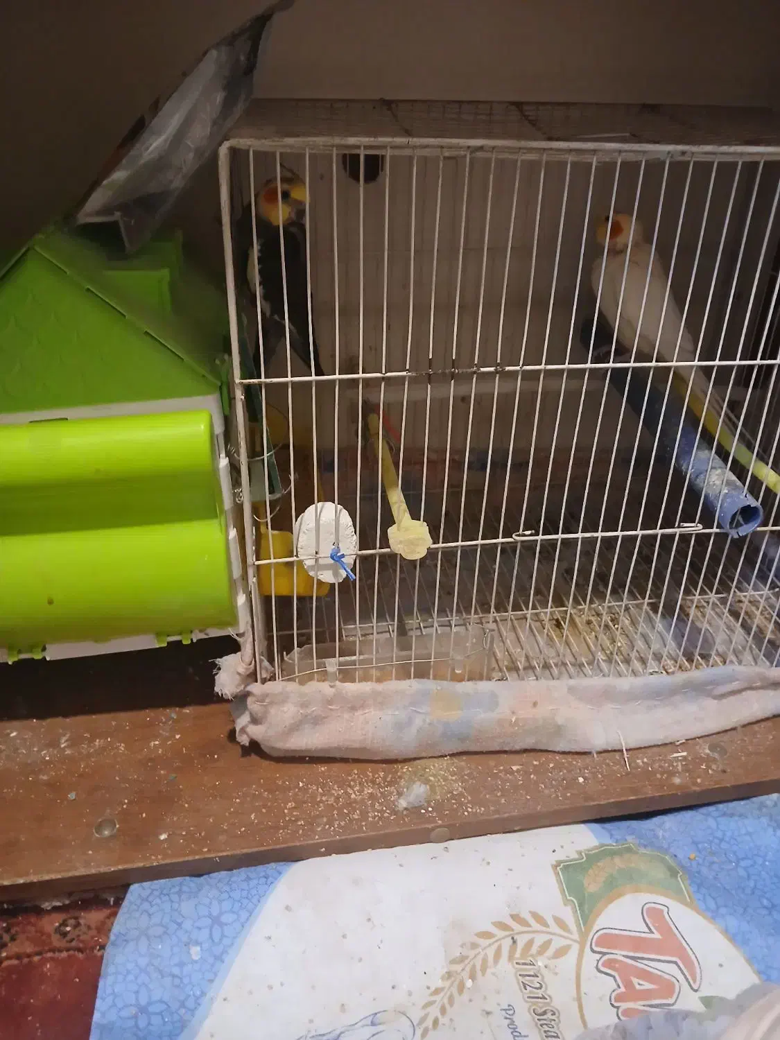 یگجفت عروس هلندی. تخم گزار باقفس ۱۲۰۰|پرنده|گلبهار, شهر جدید گلبهار|دیوار