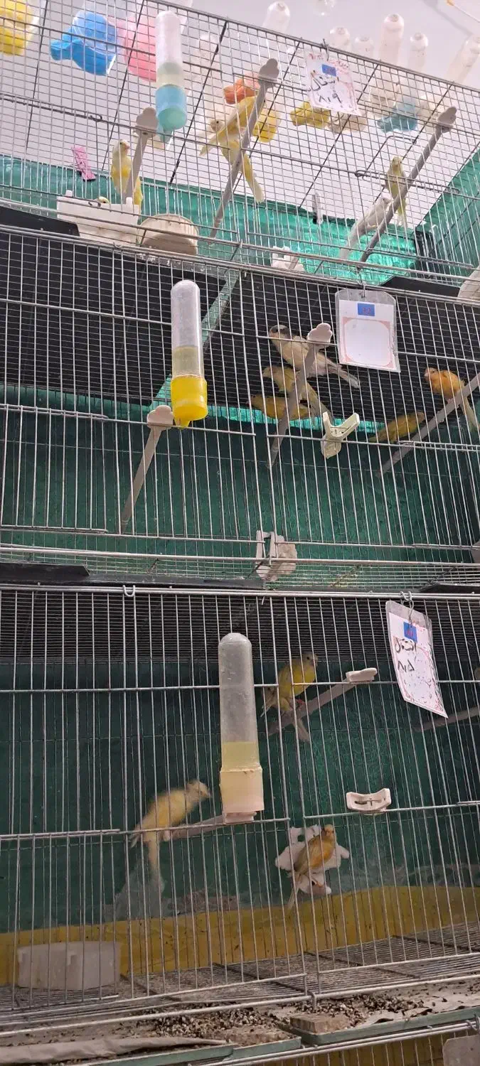 قناری|پرنده|تبریز, |دیوار