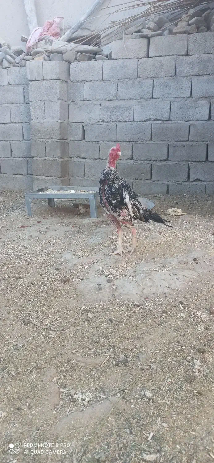 خروس دوساله|حیوانات مزرعه|سراوان, |دیوار