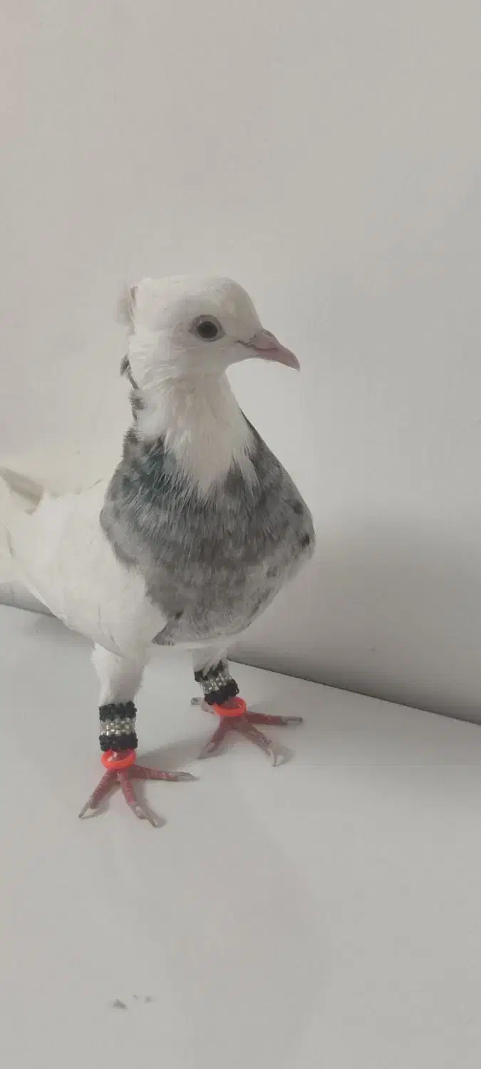 طوقی الماسی هفت‌رنگ ماده|پرنده|شوش, |دیوار