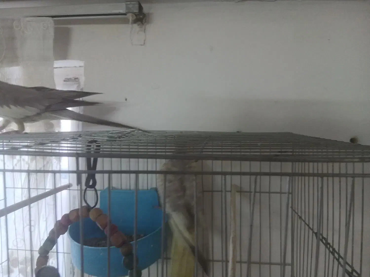 فروش پرنده|پرنده|رباط‌کریم, مسکن مهر آبشناسان|دیوار