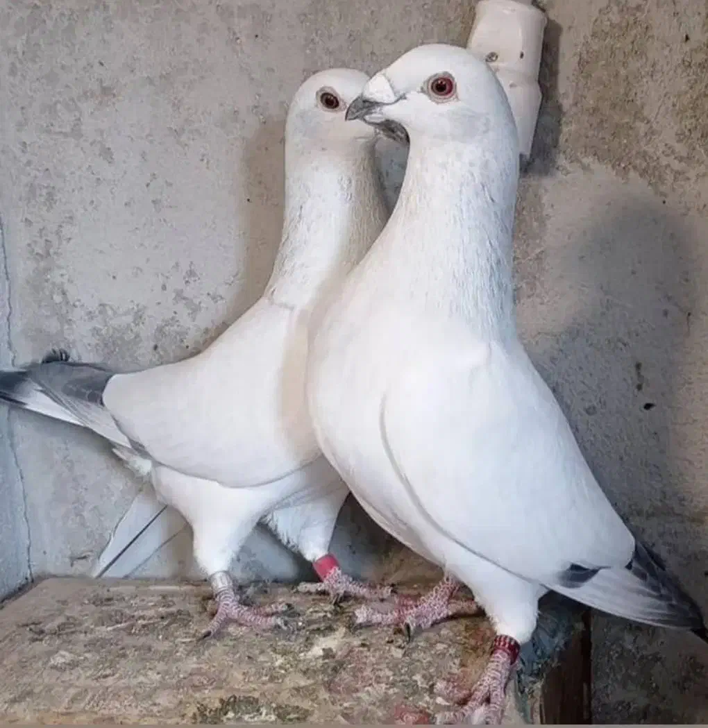 پرنده کبوتر|پرنده|کازرون, |دیوار