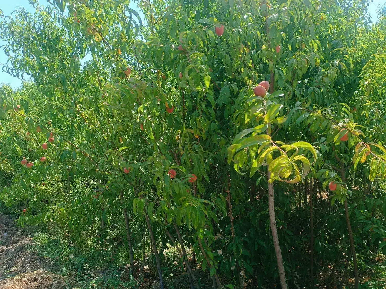 نهال،درخت هلو پر ثمر در نهالستان،گلخانه|خدمات باغبانی و درختکاری|مشهد, سیس‌آباد|دیوار