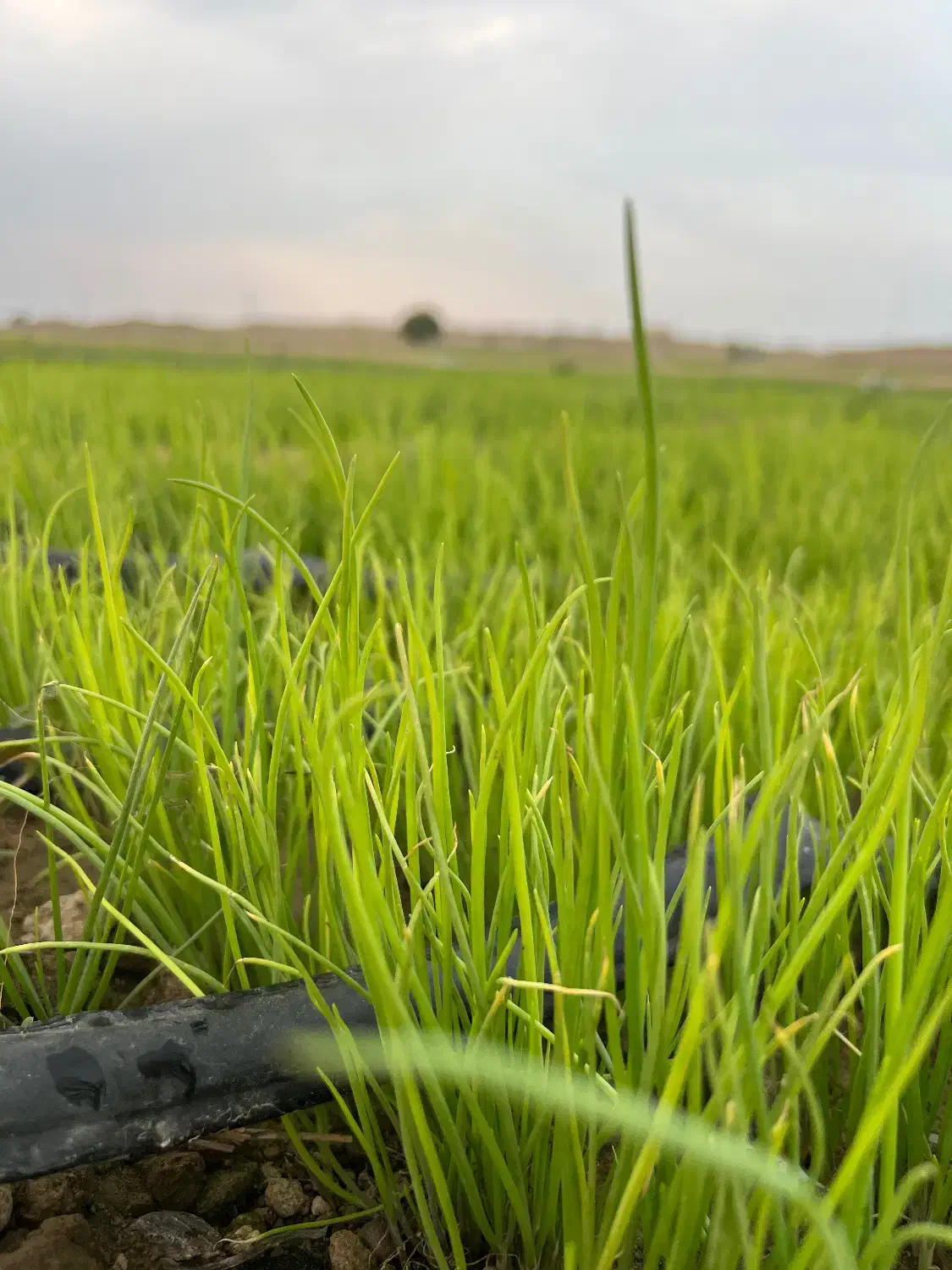 نشا پیاز آماده|گل و گیاه طبیعی|رودان, |دیوار