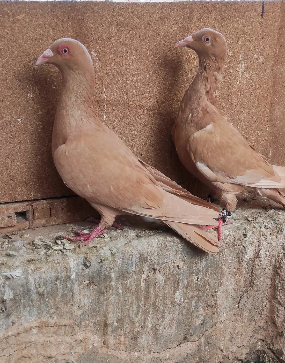 کبوتر زرد به شرط|پرنده|جوین, |دیوار