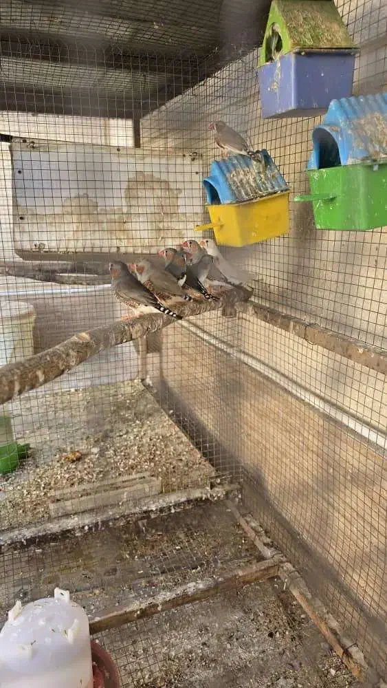 فنچ نر و ماده زبرا|پرنده|لار, |دیوار