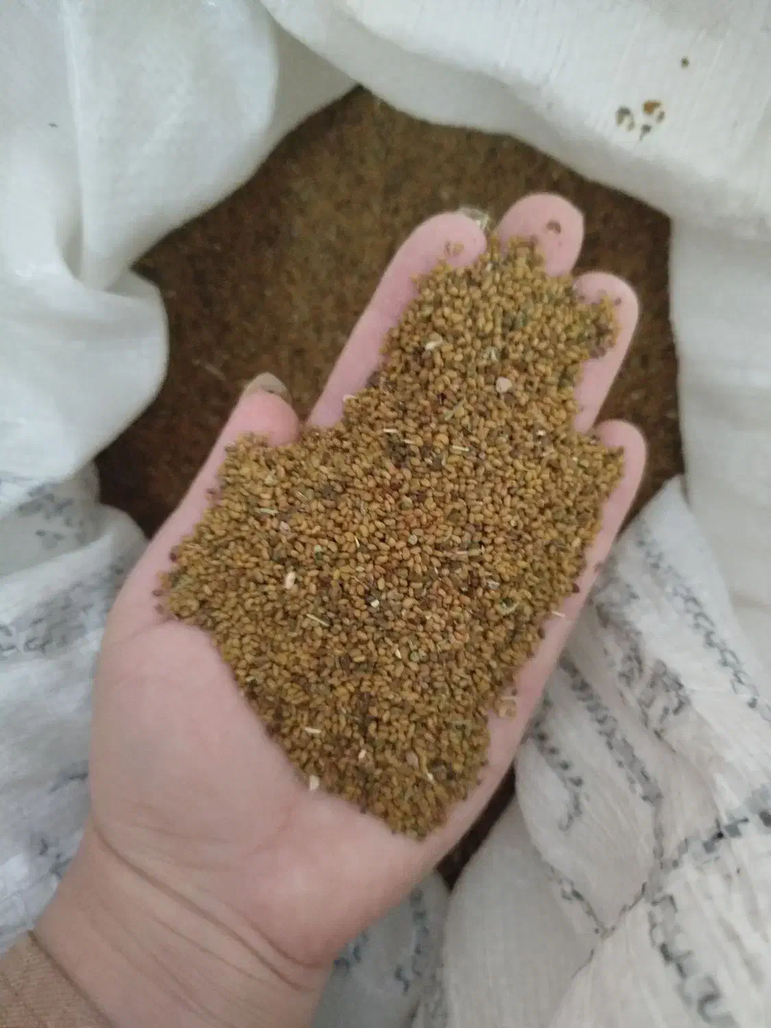 تخم یونجه|خدمات باغبانی و درختکاری|جنت, |دیوار