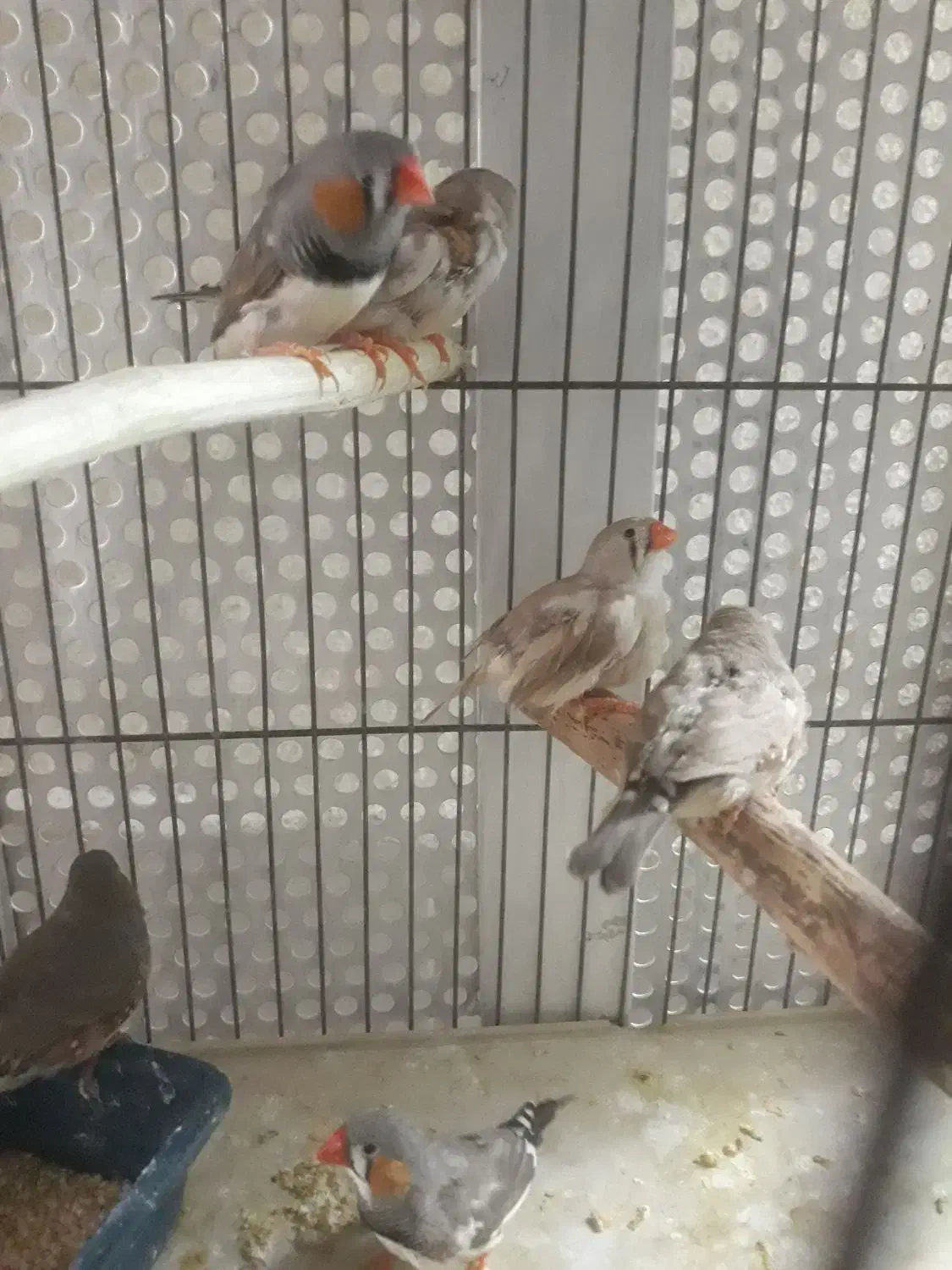 فنچ جفت و تک|پرنده|تهران, آهنگ|دیوار