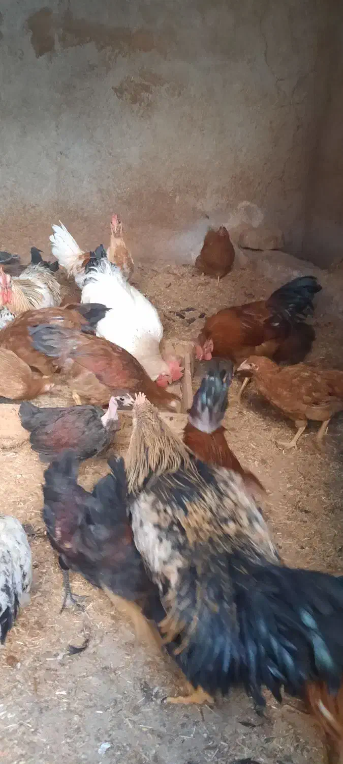 خروس محلی جوان|حیوانات مزرعه|ایوان, |دیوار