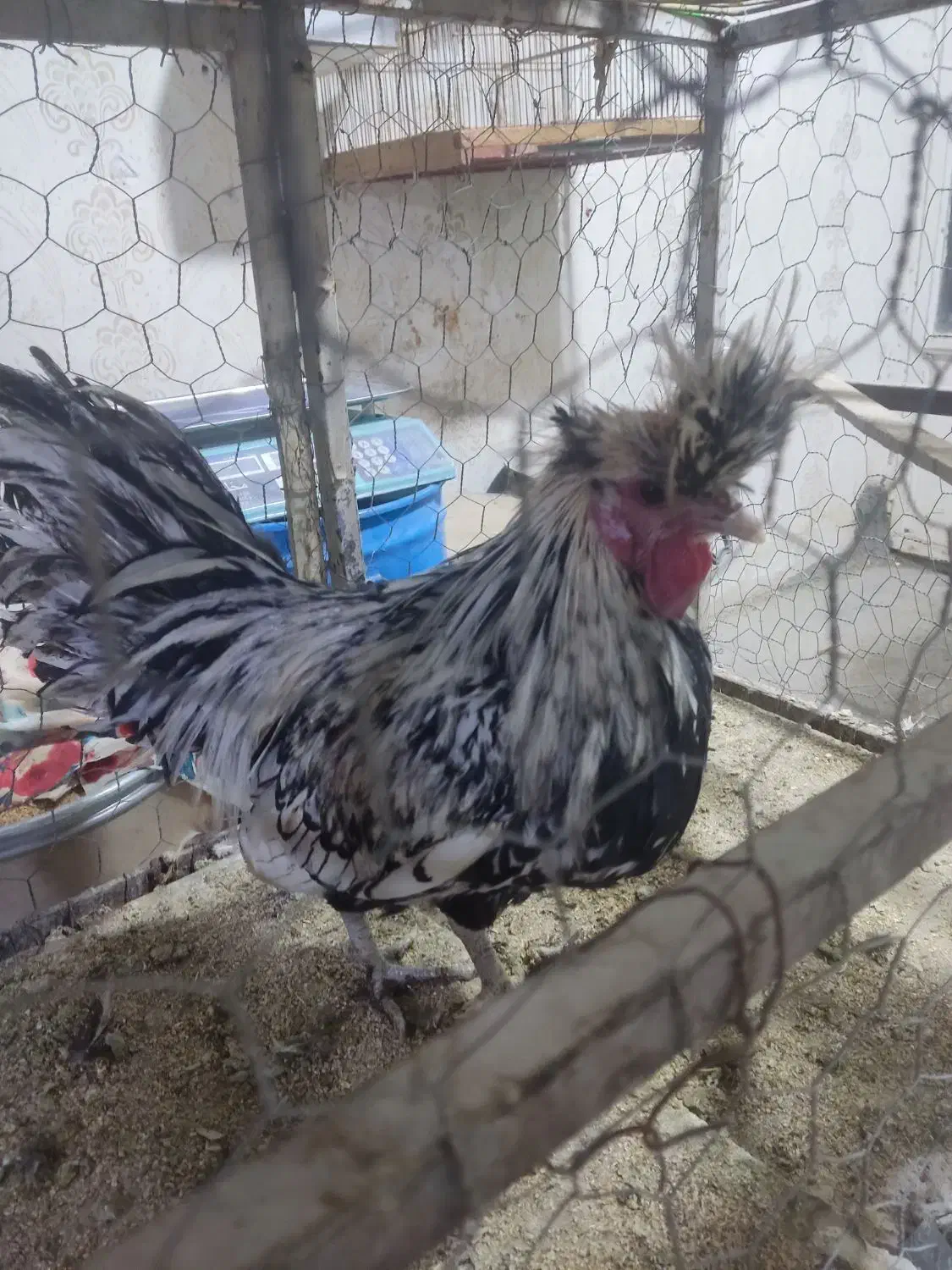 خروس سلطان|حیوانات مزرعه|زید آباد, |دیوار