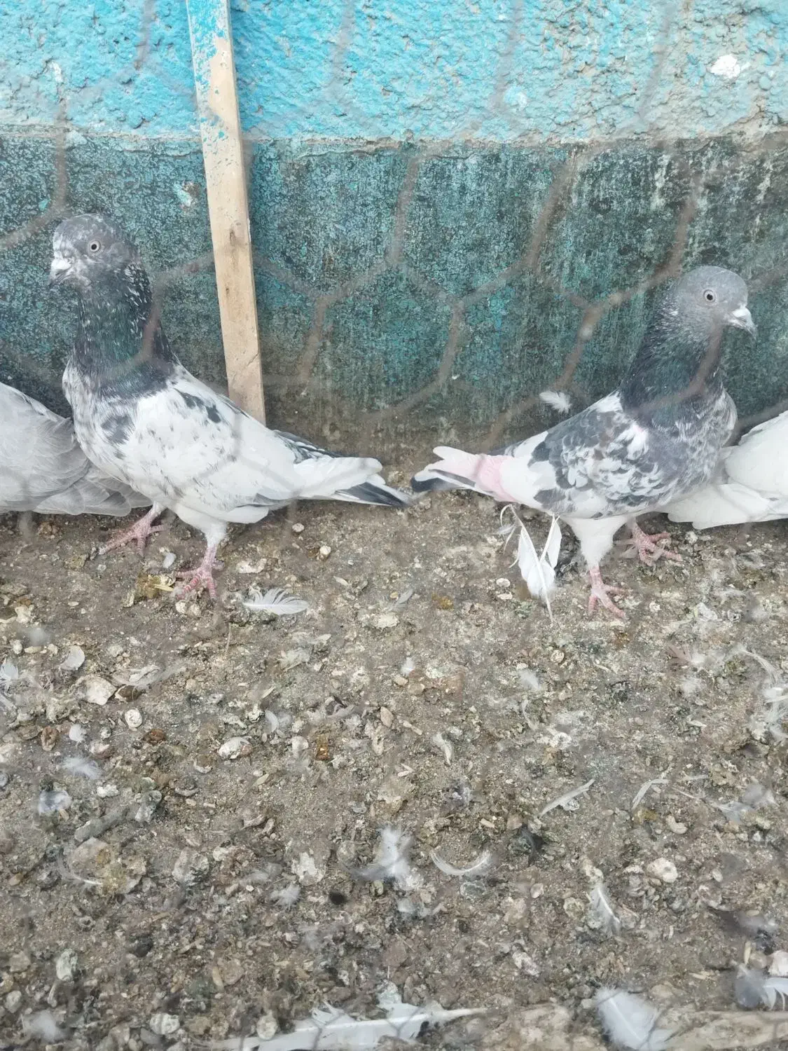 کفتر پاکستانی بالا رو|پرنده|چناران, |دیوار