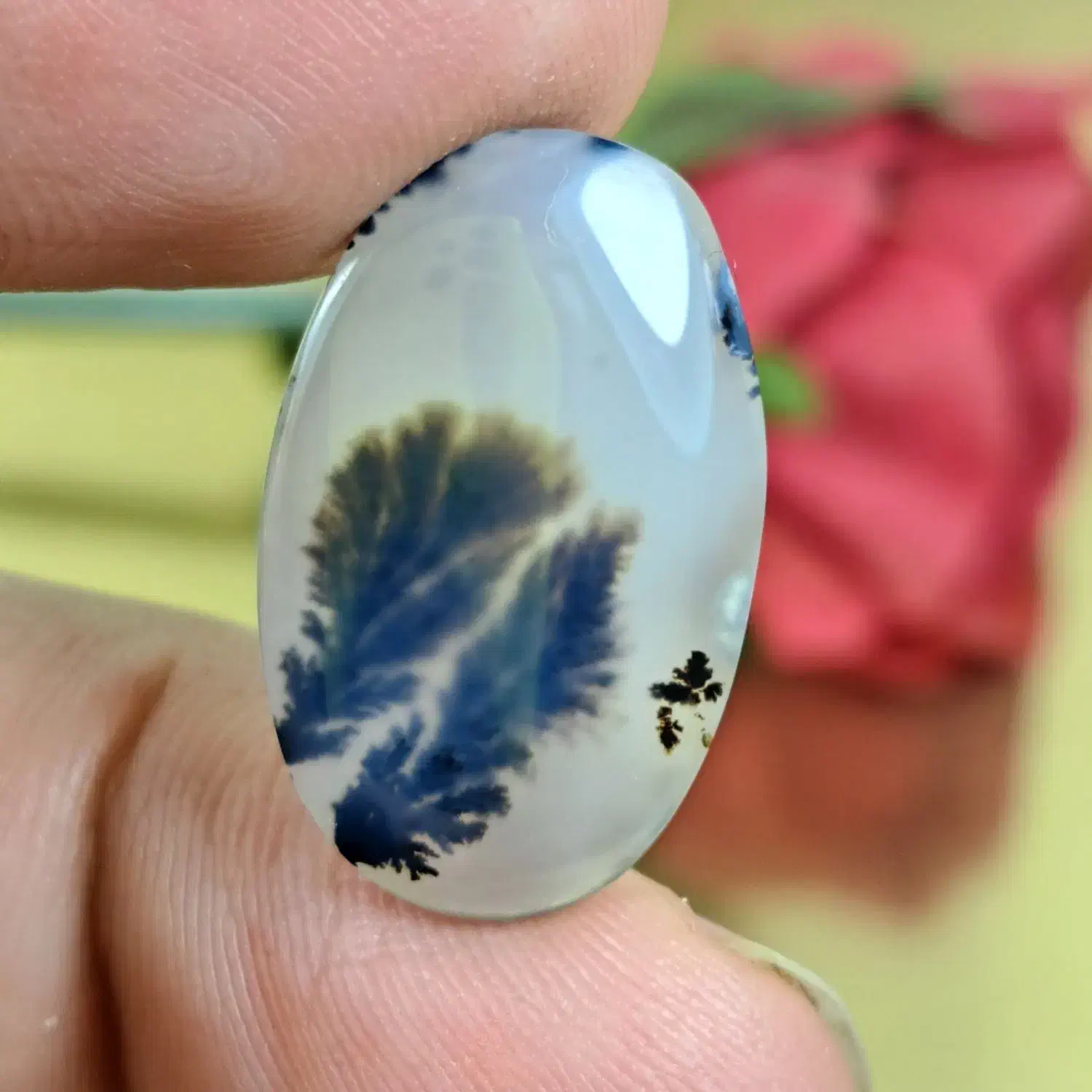 شجر های خاص|جواهرات|میاندوآب, |دیوار