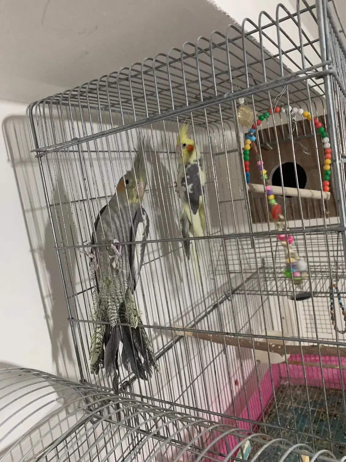 عروس هلندی|پرنده|شاهین دژ, |دیوار