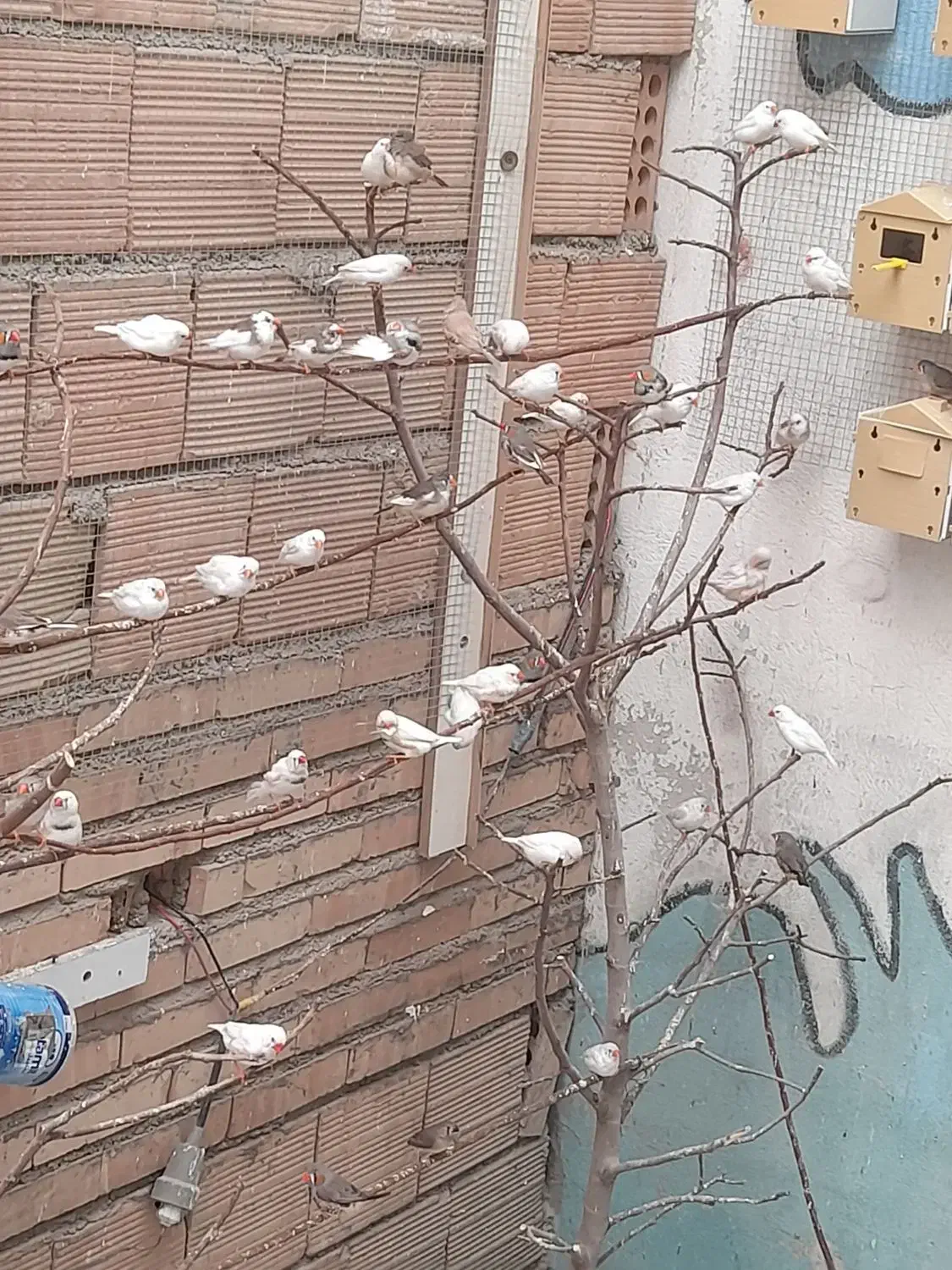 فنچ|پرنده|نسیم‌شهر, |دیوار