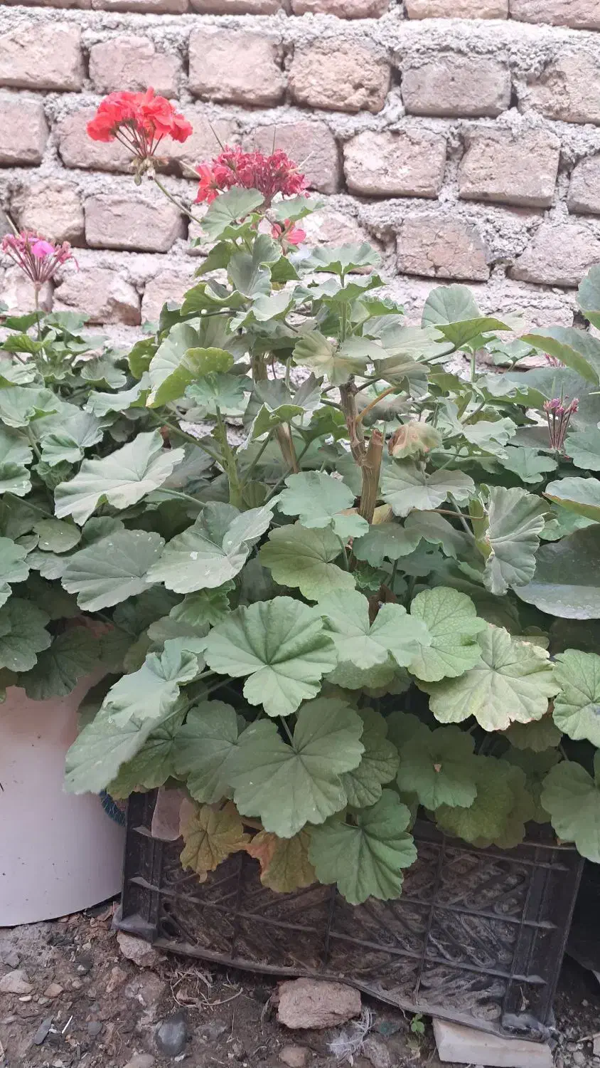 گل شمعدانی وقاشقی شاخه ای ۳۰ هزار دارم|گل و گیاه طبیعی|کنگاور, |دیوار