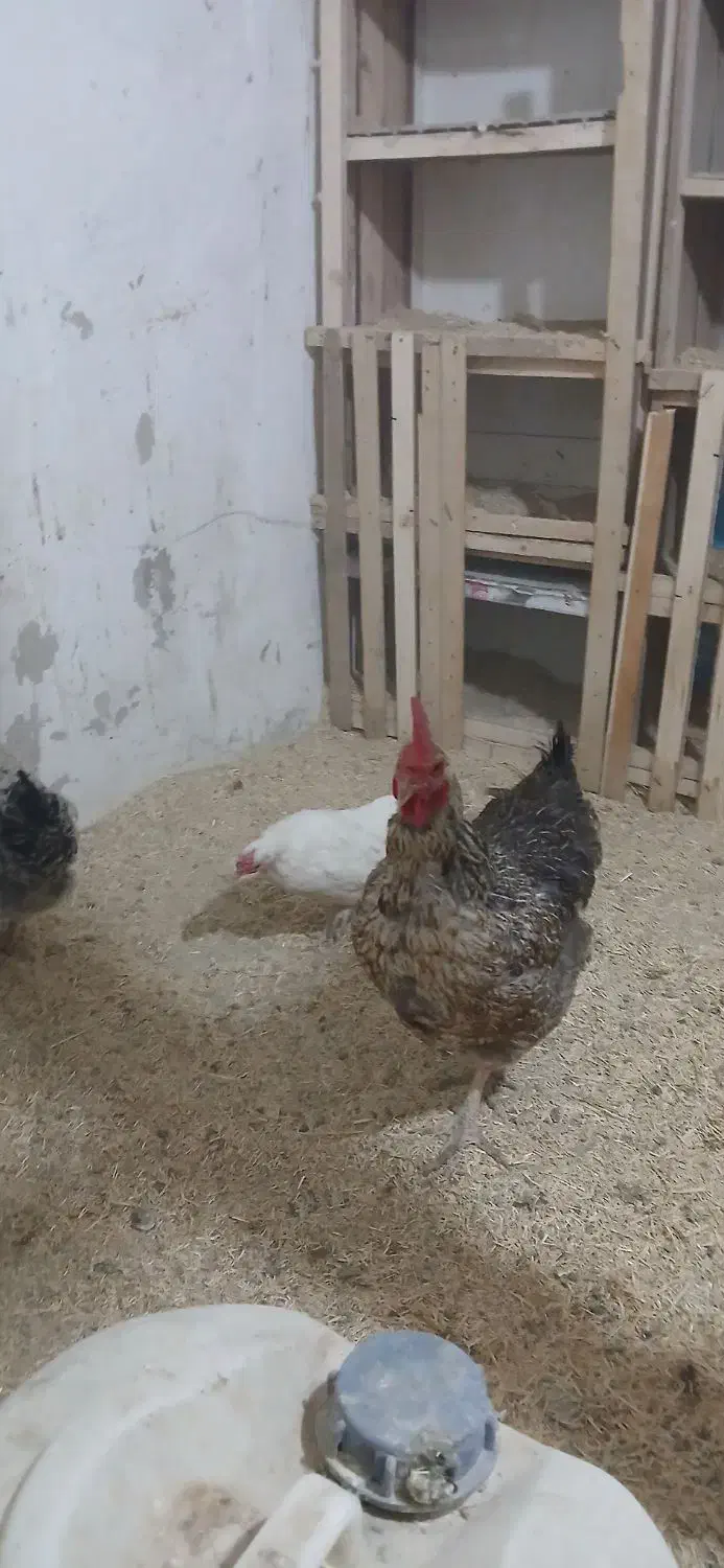 مرغ و خروس|حیوانات مزرعه|محمدشهر, محمدشهر|دیوار