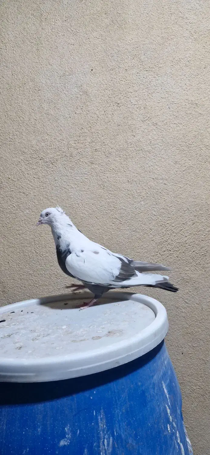 کبوتر  دم|پرنده|لار, |دیوار