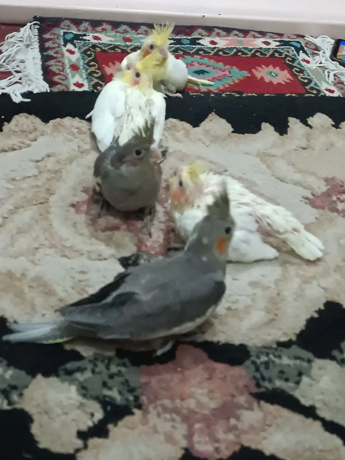 جوجه عروس هلندی|پرنده|تهران, جیحون|دیوار